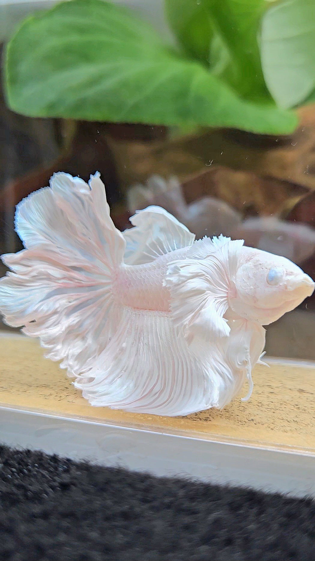 HALFMOON DUMBO EAR WHITE PLATINUM BETTA FISH