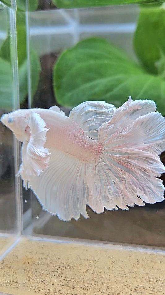 HALFMOON DUMBO EAR WHITE PLATINUM BETTA FISH