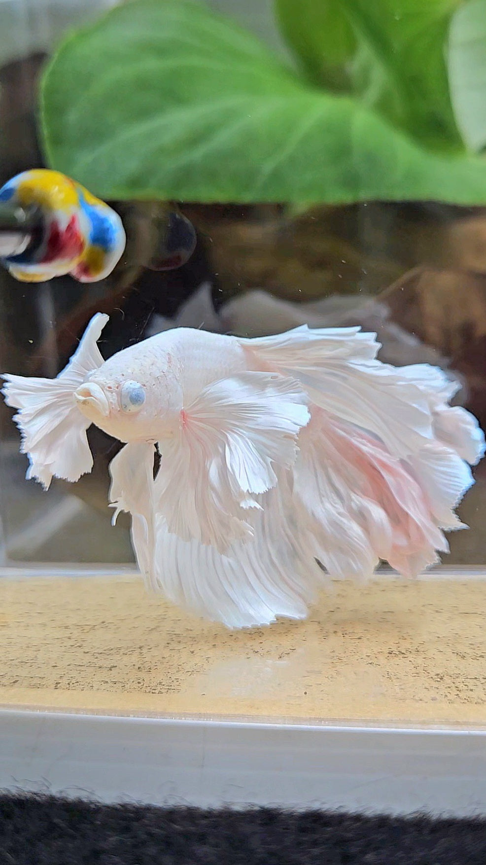 HALFMOON DUMBO EAR WHITE PLATINUM BETTA FISH