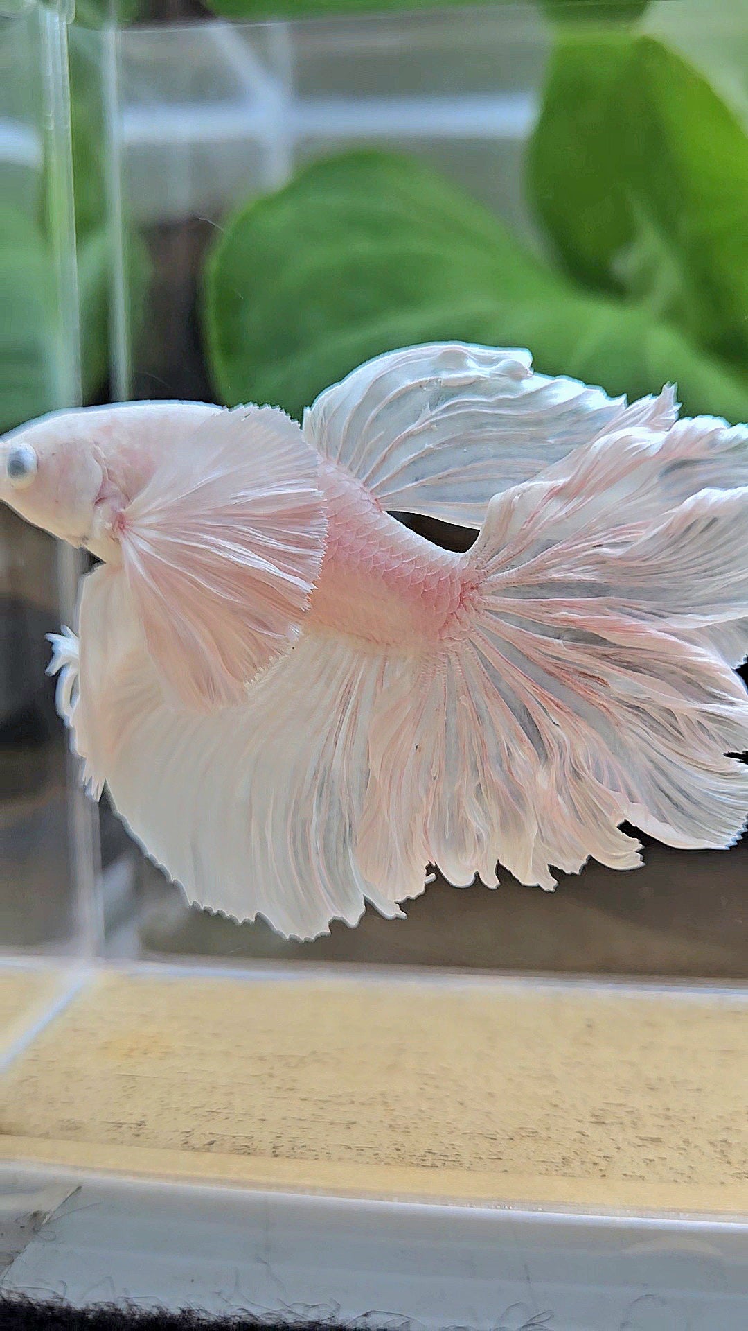 HALFMOON DUMBO EAR WHITE PLATINUM BETTA FISH