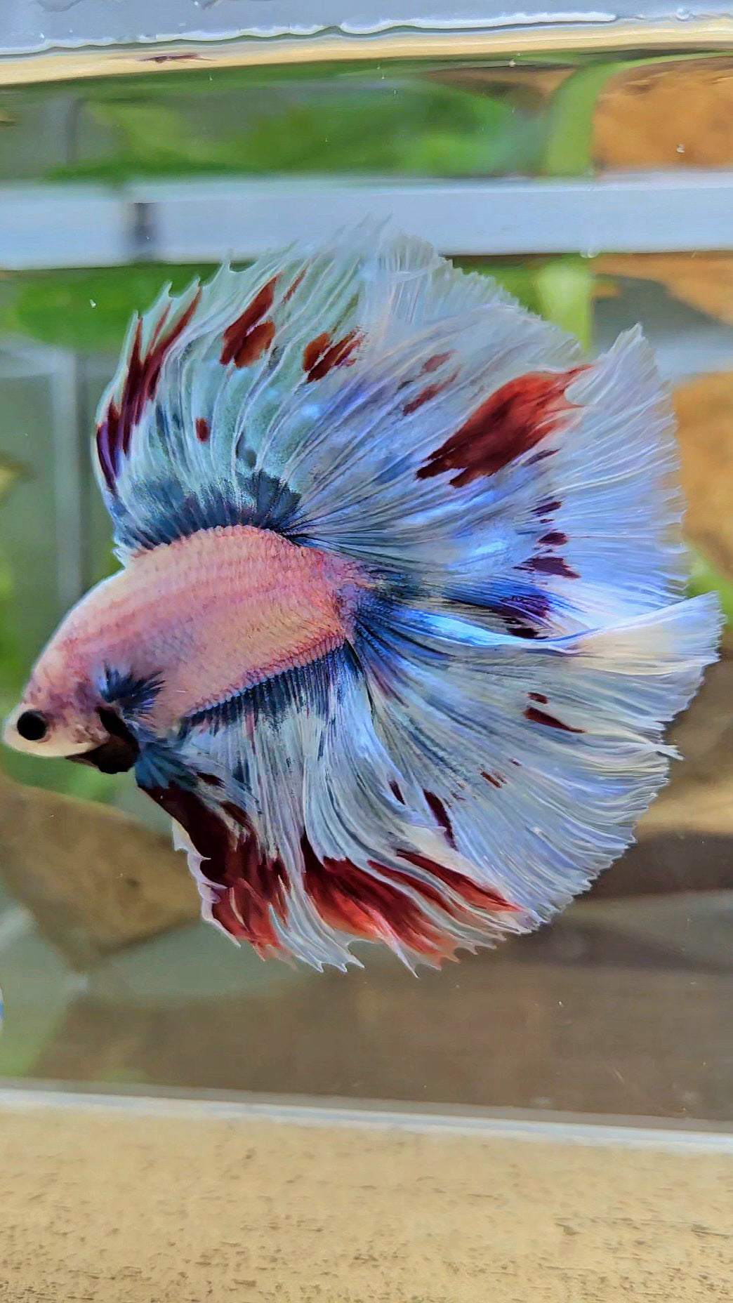 LUXURY XL HALFMOON OVER DOUBLE TAIL WAROCHAI BETTA FISH
