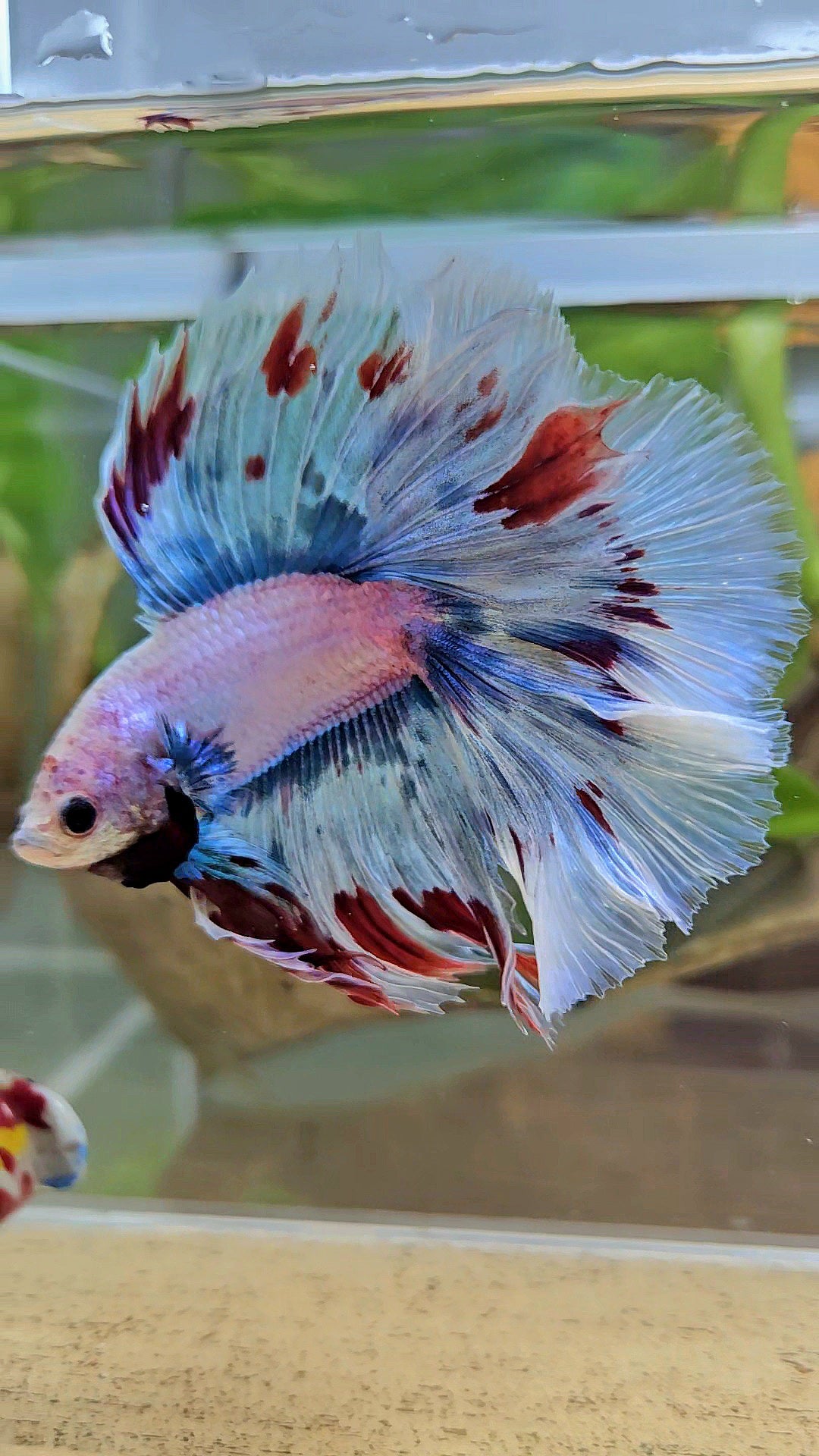 LUXURY XL HALFMOON OVER DOUBLE TAIL WAROCHAI BETTA FISH