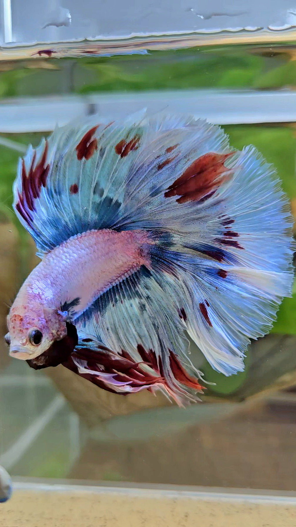 LUXURY XL HALFMOON OVER DOUBLE TAIL WAROCHAI BETTA FISH