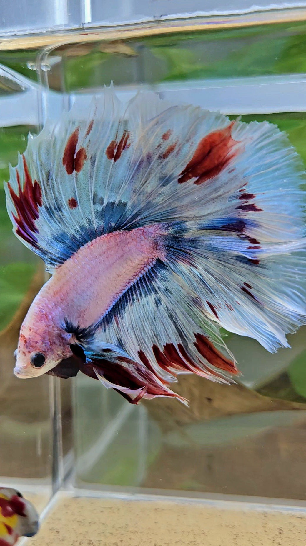LUXURY XL HALFMOON OVER DOUBLE TAIL WAROCHAI BETTA FISH