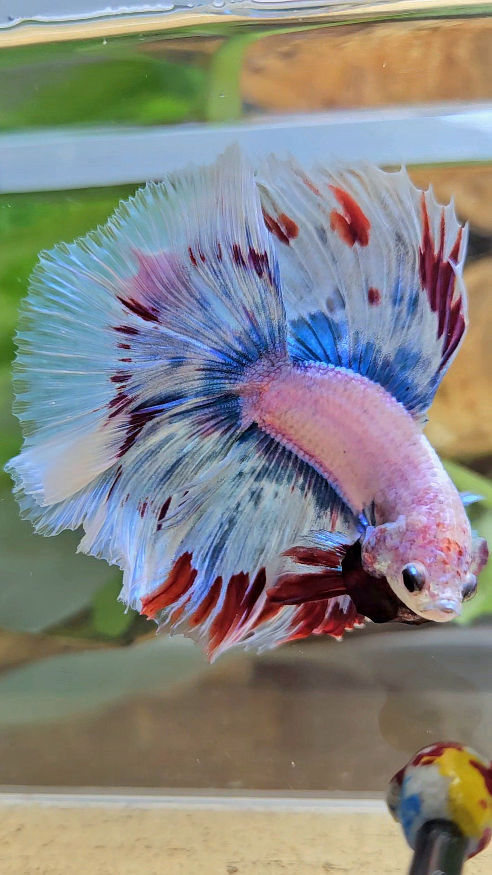 LUXURY XL HALFMOON OVER DOUBLE TAIL WAROCHAI BETTA FISH