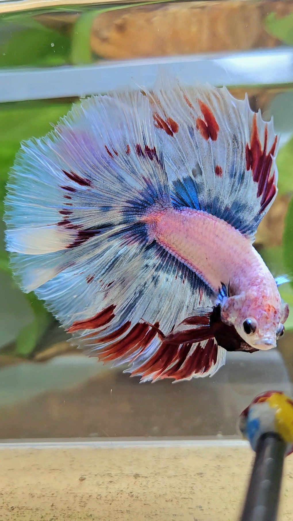 LUXURY XL HALFMOON OVER DOUBLE TAIL WAROCHAI BETTA FISH