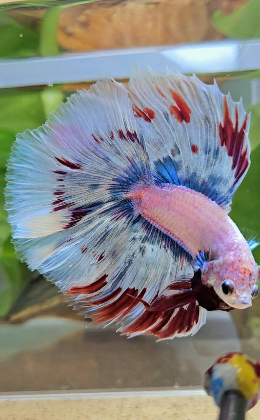 LUXURY XL HALFMOON OVER DOUBLE TAIL WAROCHAI BETTA FISH