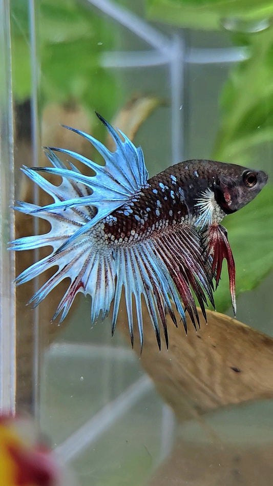 CROWNTAIL BLACK GALAXY AVATAR COPPER RED BETTA FISH