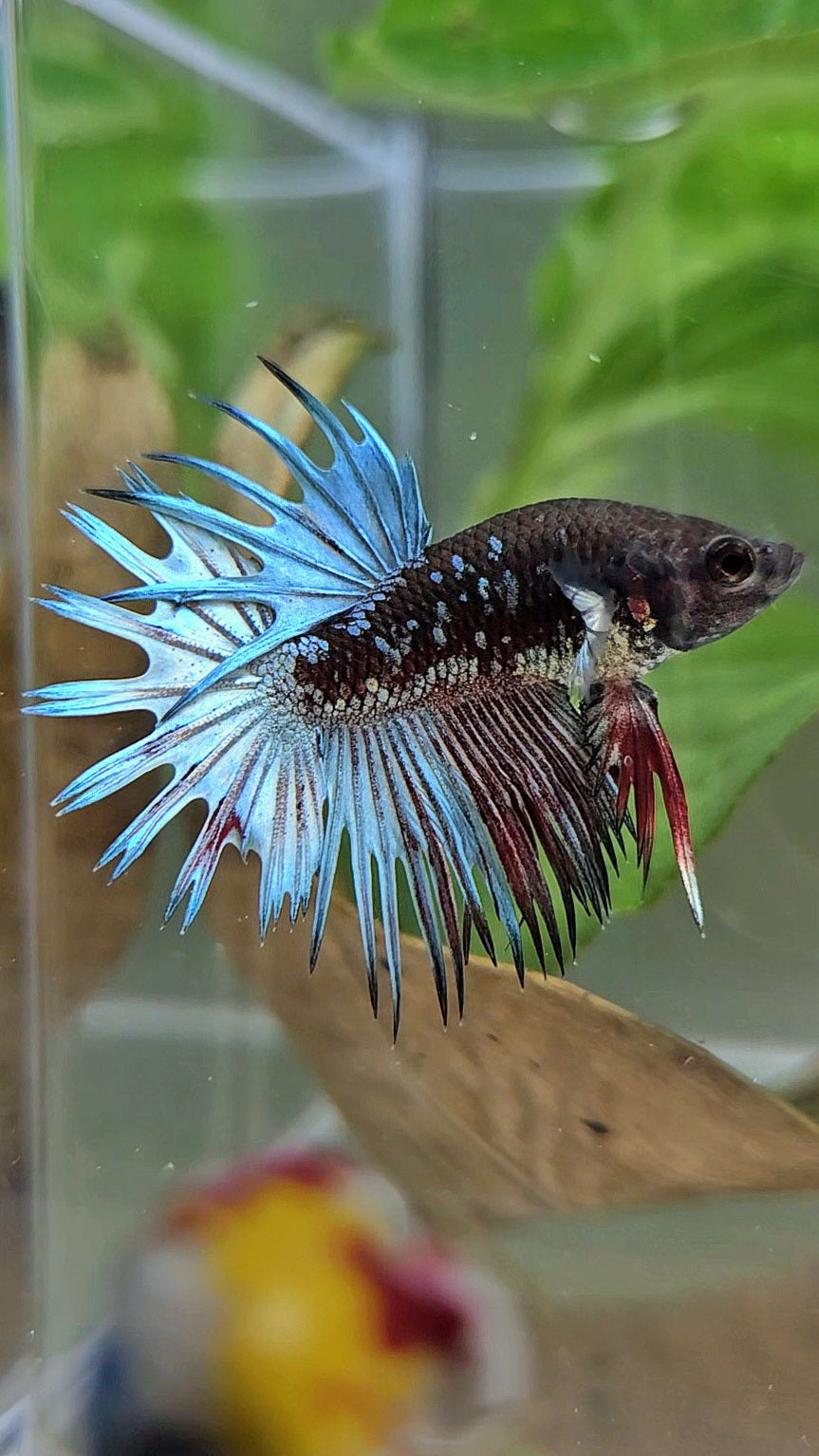 CROWNTAIL BLACK GALAXY AVATAR COPPER RED BETTA FISH