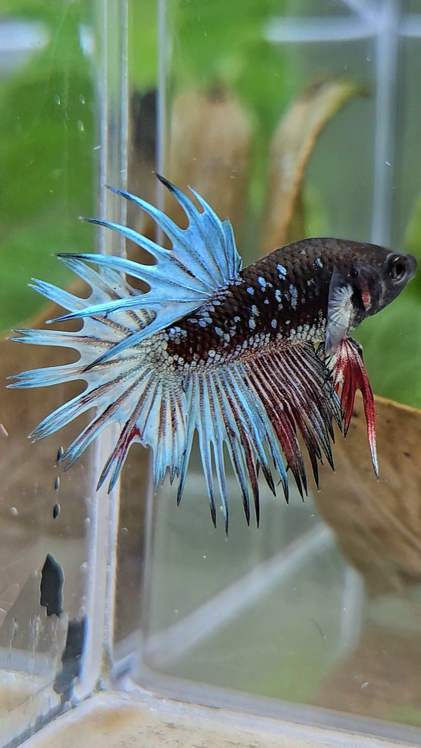 CROWNTAIL BLACK GALAXY AVATAR COPPER RED BETTA FISH