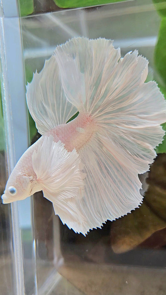 HALFMOON DUMBO EAR WHITE PLATINUM BETTA FISH minus wart
