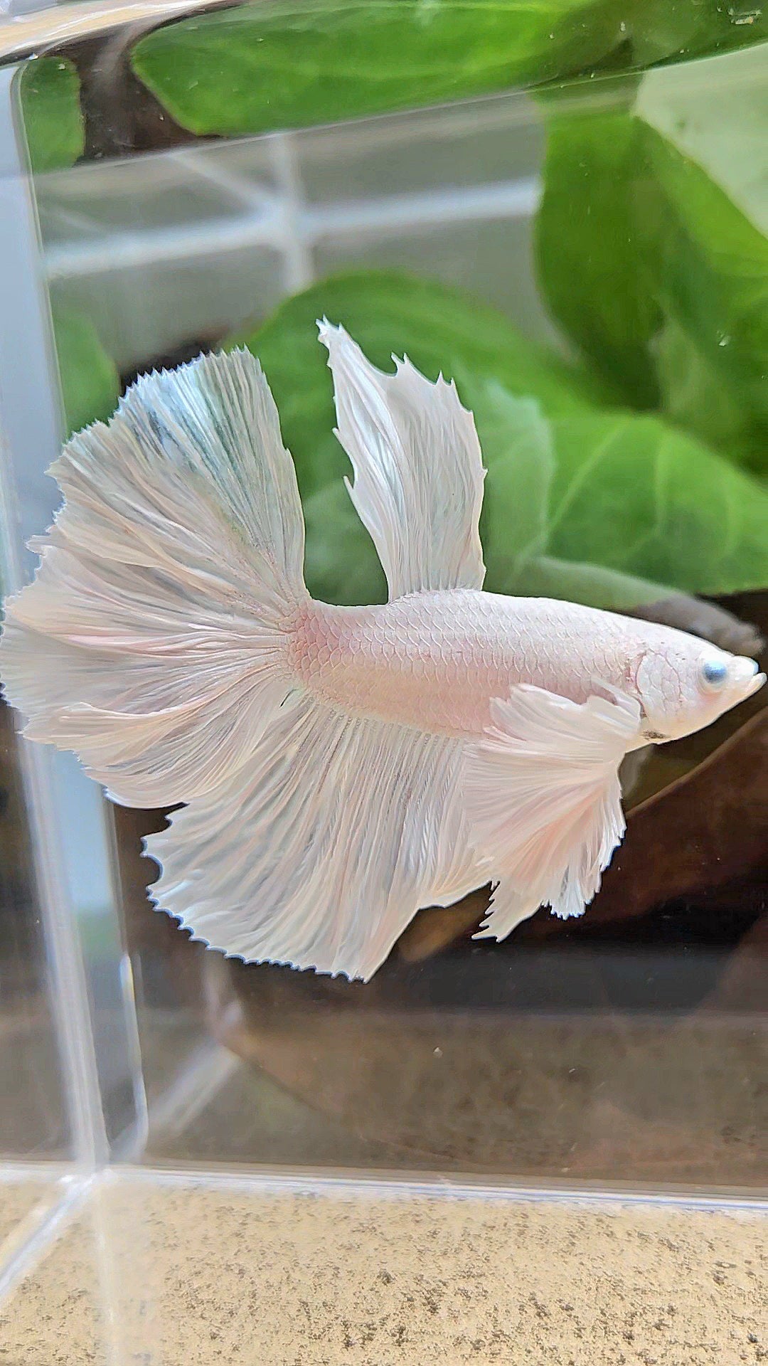 HALFMOON DUMBO EAR WHITE PLATINUM BETTA FISH minus wart