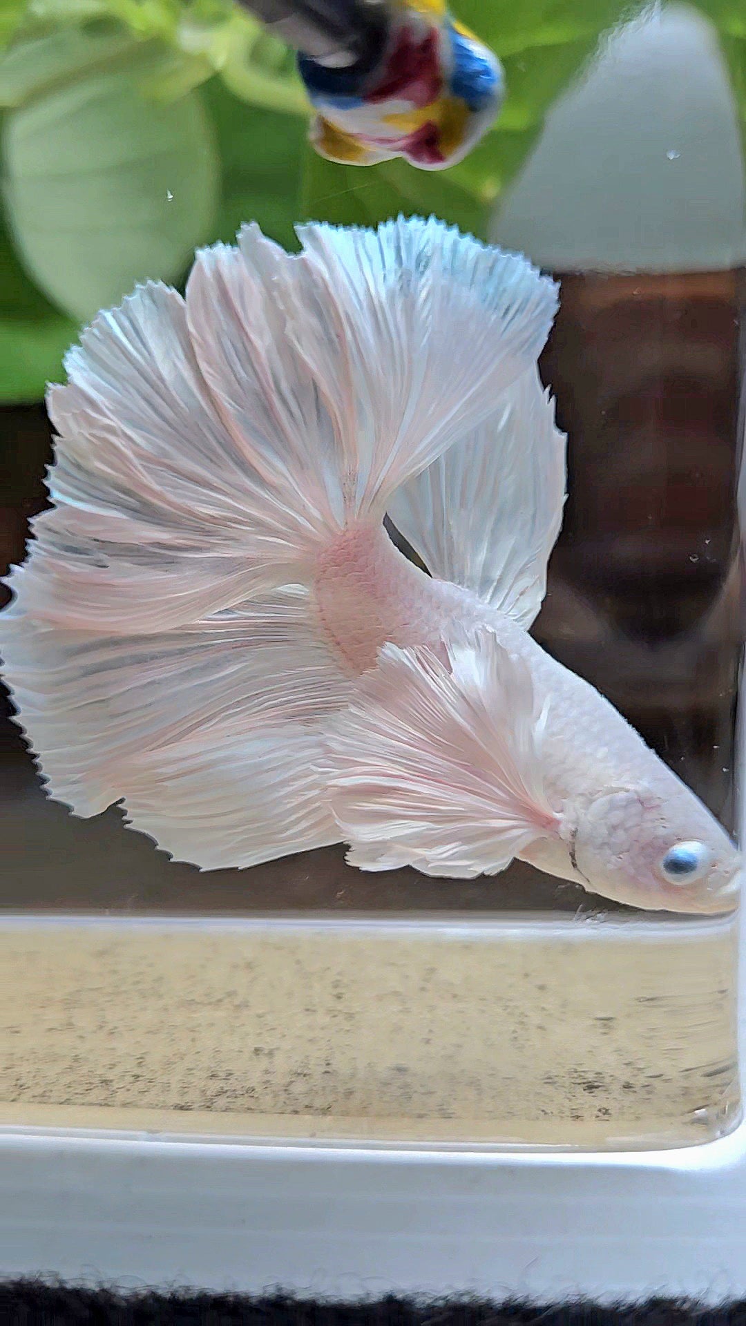 HALFMOON DUMBO EAR WHITE PLATINUM BETTA FISH minus wart