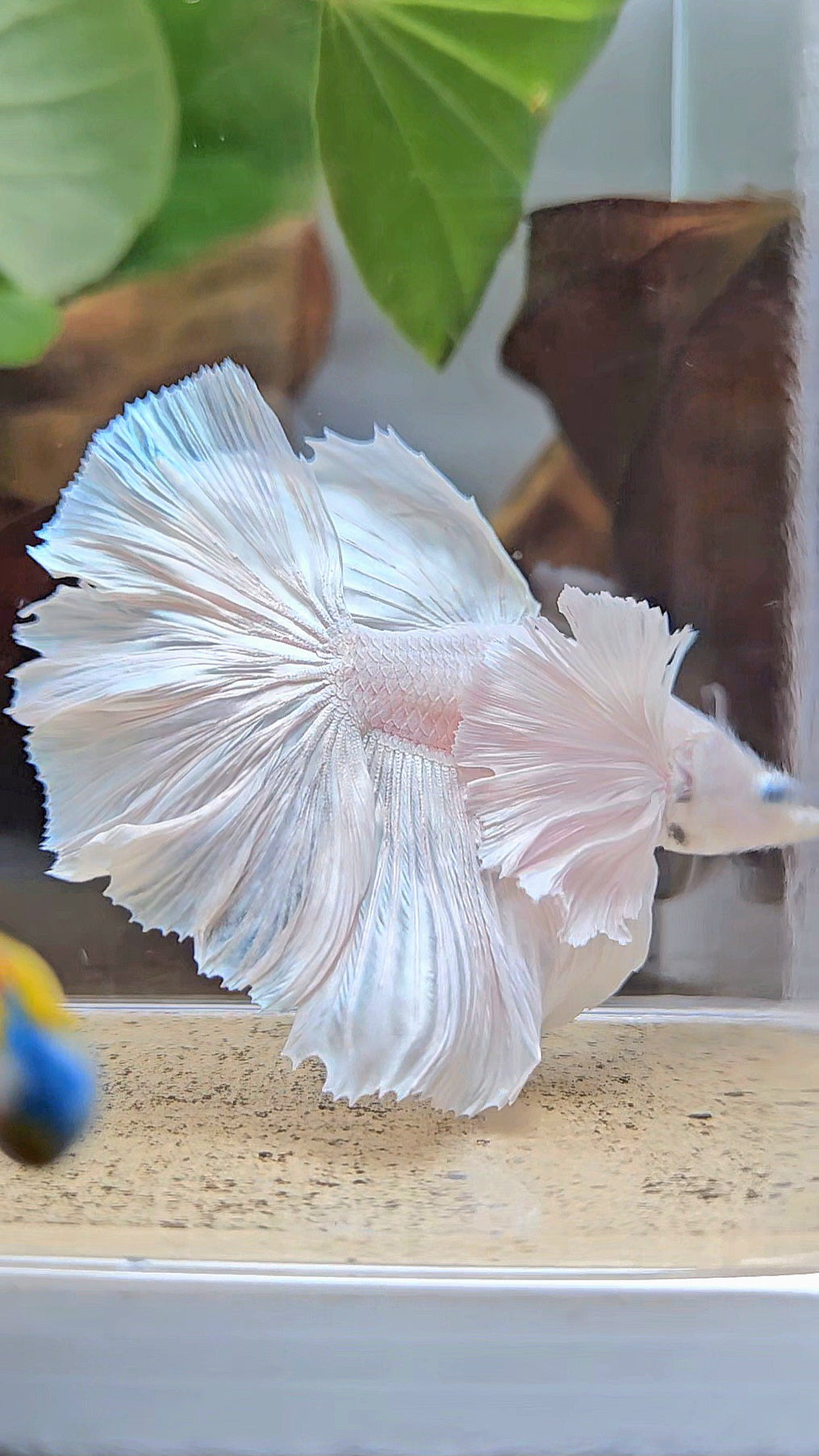 HALFMOON DUMBO EAR WHITE PLATINUM BETTA FISH minus wart