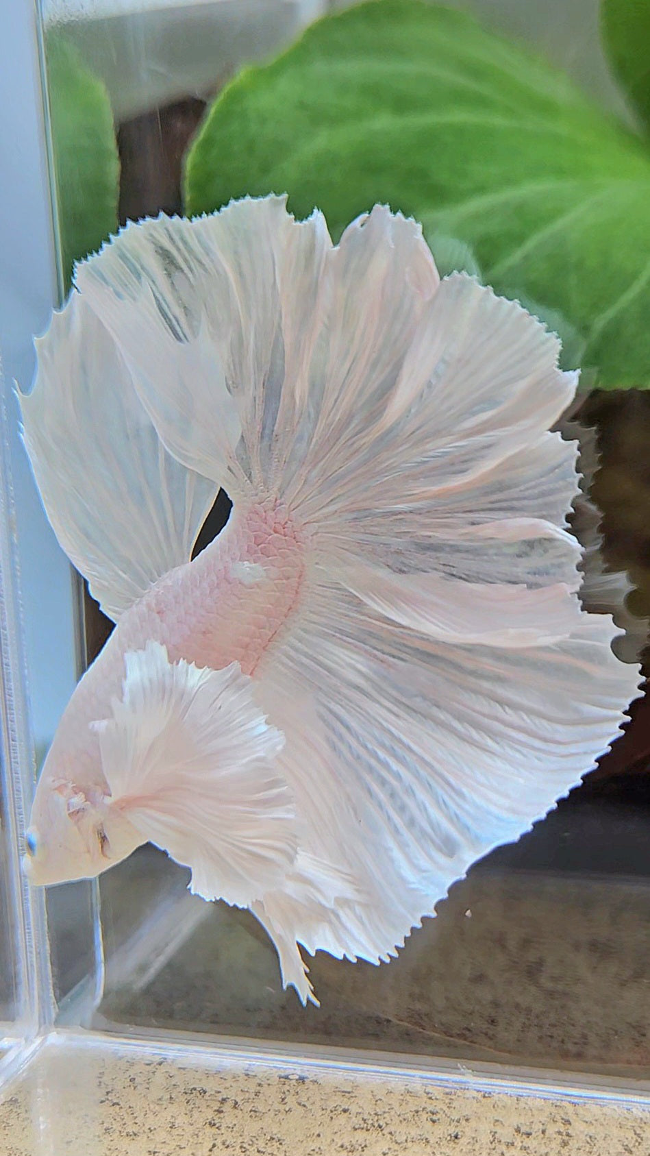 HALFMOON DUMBO EAR WHITE PLATINUM BETTA FISH minus wart
