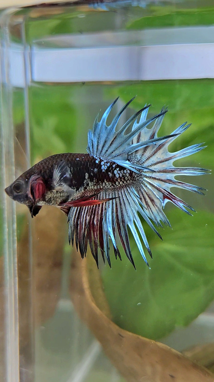 CROWNTAIL BLACK GALAXY AVATAR COPPER RED BETTA FISH