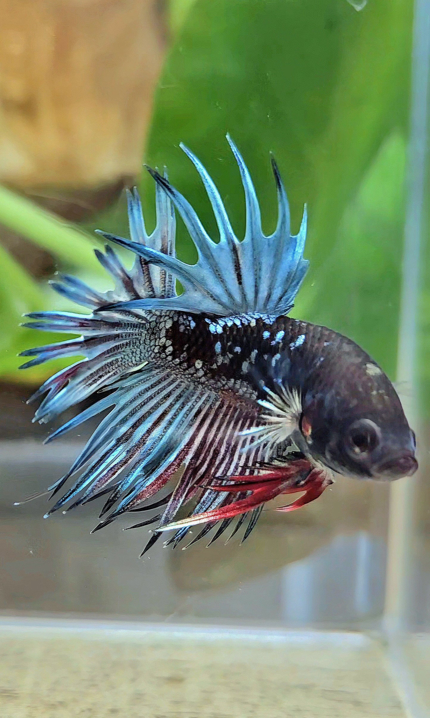 CROWNTAIL BLACK GALAXY AVATAR COPPER RED BETTA FISH