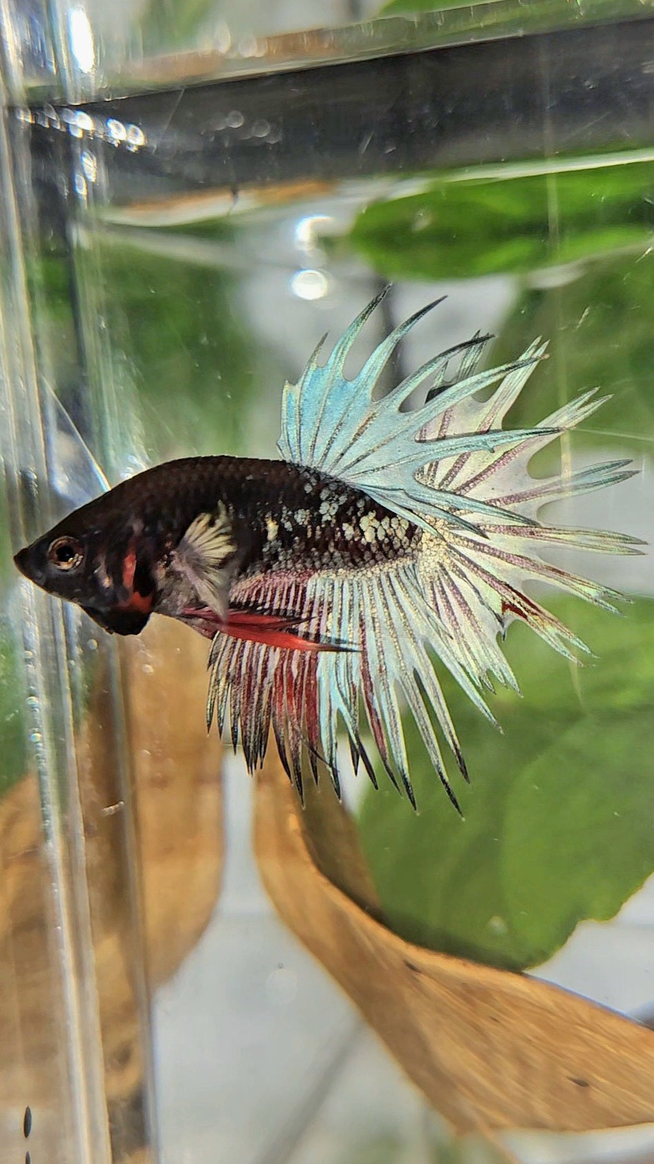 CROWNTAIL BLACK GALAXY AVATAR COPPER RED BETTA FISH