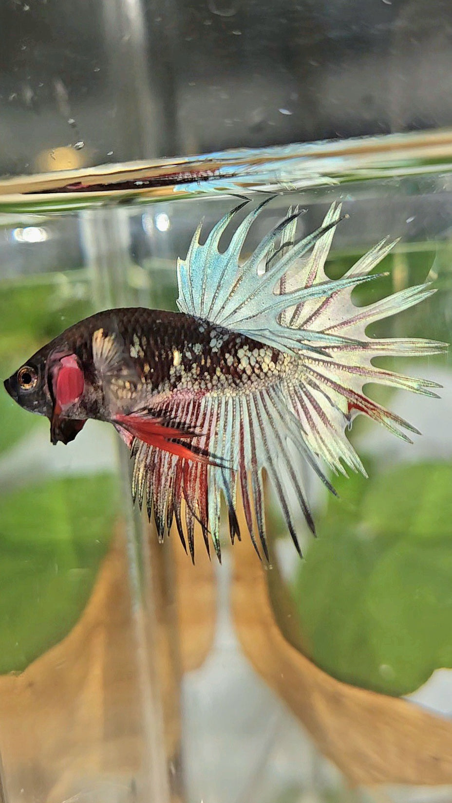 CROWNTAIL BLACK GALAXY AVATAR COPPER RED BETTA FISH