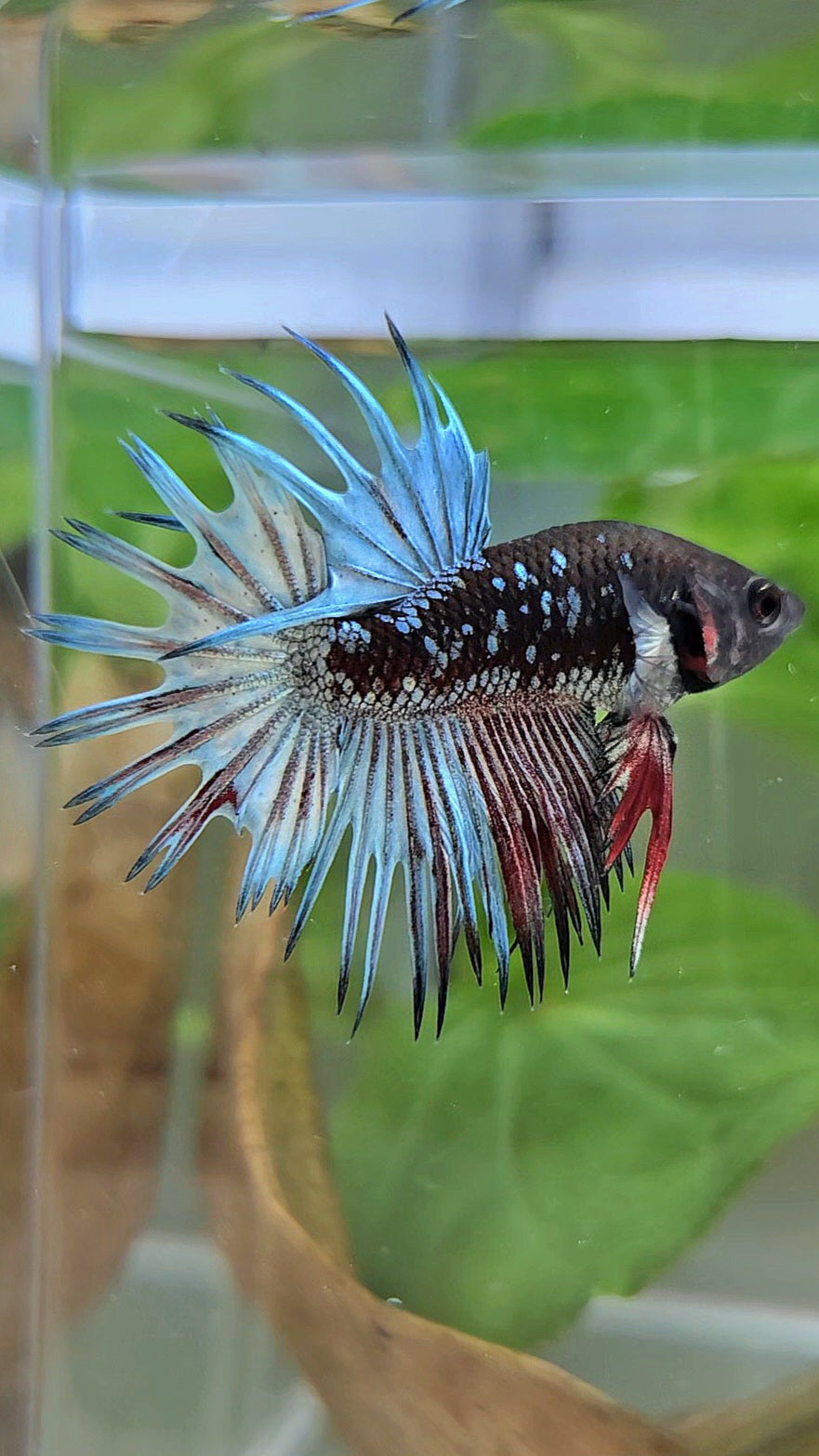 CROWNTAIL BLACK GALAXY AVATAR COPPER RED BETTA FISH