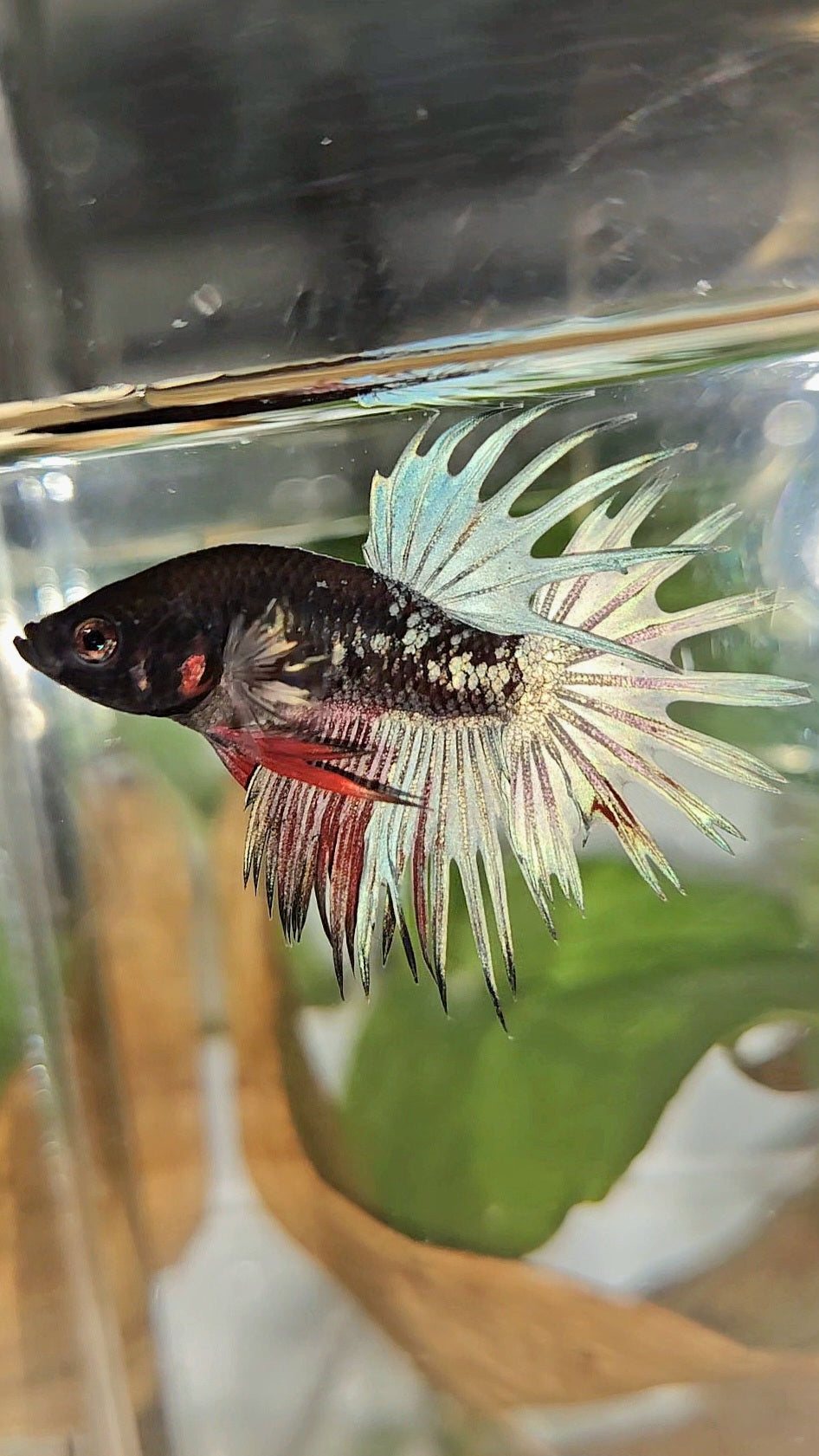 CROWNTAIL BLACK GALAXY AVATAR COPPER RED BETTA FISH