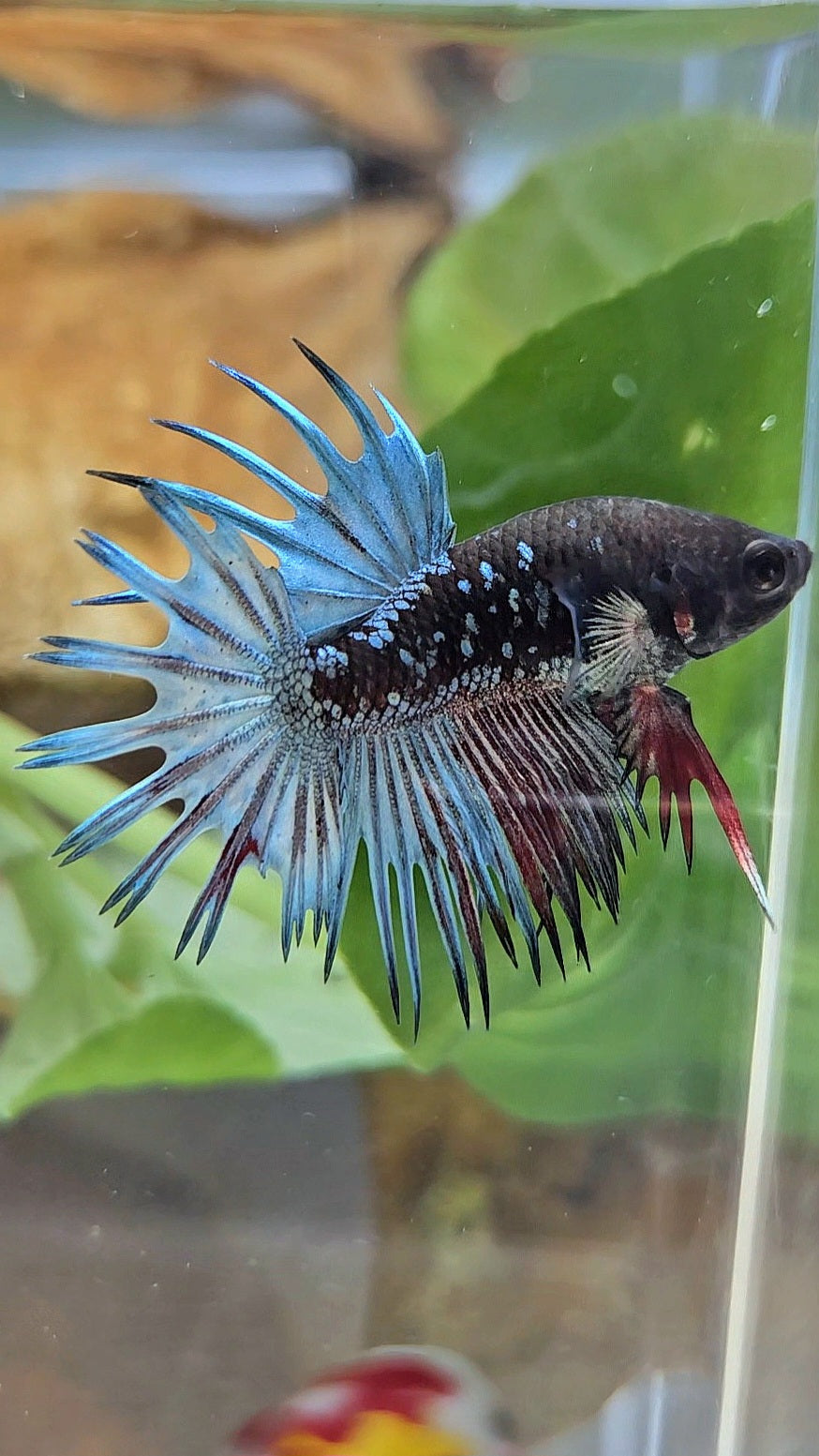 CROWNTAIL BLACK GALAXY AVATAR COPPER RED BETTA FISH