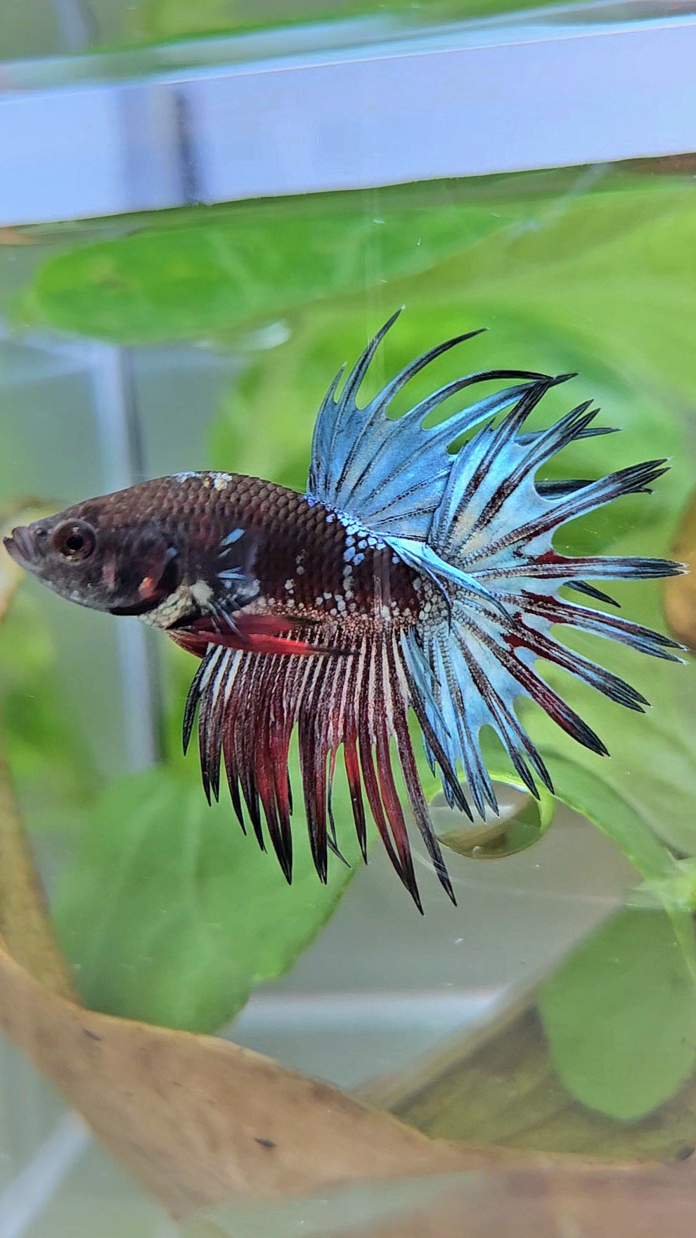 CROWNTAIL BLACK GALAXY COPPER AVATAR RED BETTA FISH