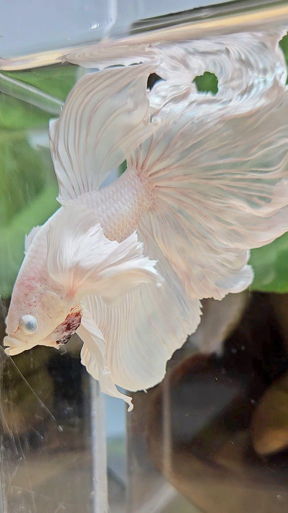 HALFMOON DUMBO EAR WHITE PLATINUM BETTA FISH