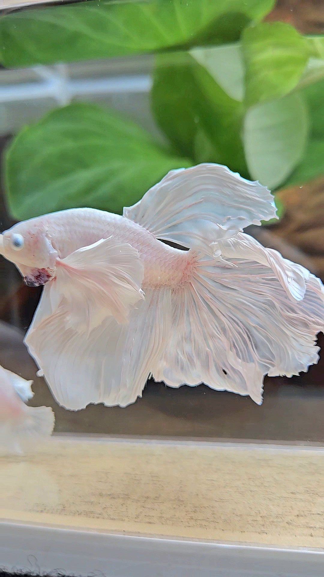 HALFMOON DUMBO EAR WHITE PLATINUM BETTA FISH
