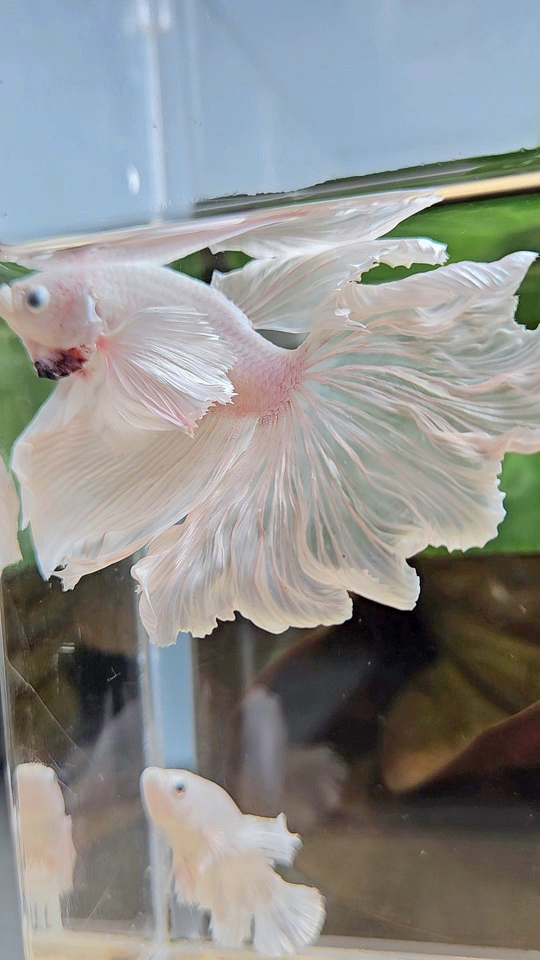 HALFMOON DUMBO EAR WHITE PLATINUM BETTA FISH