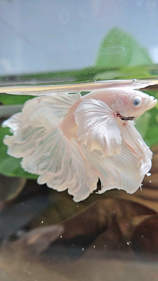HALFMOON DUMBO EAR WHITE PLATINUM BETTA FISH