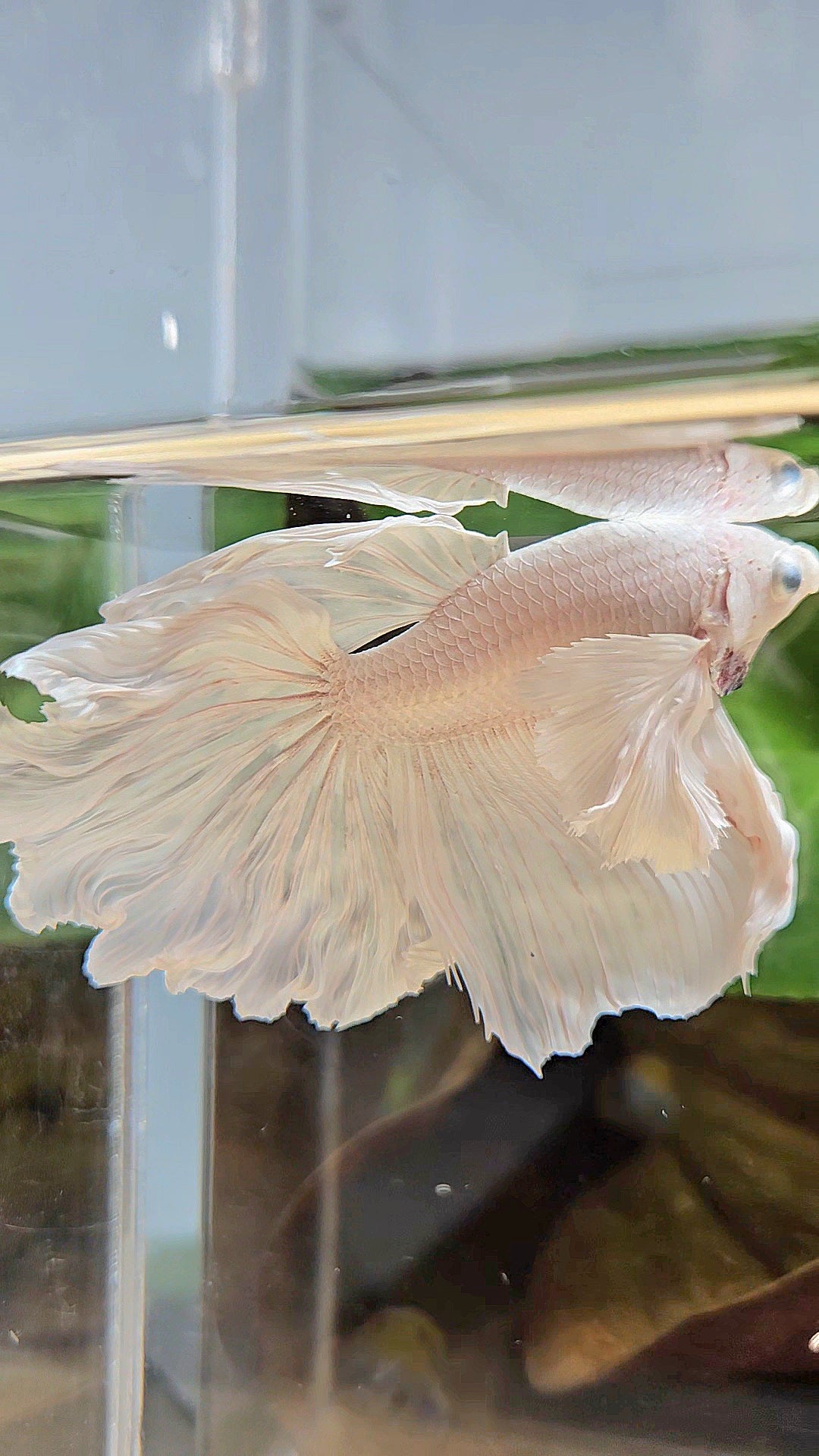 HALFMOON DUMBO EAR WHITE PLATINUM BETTA FISH