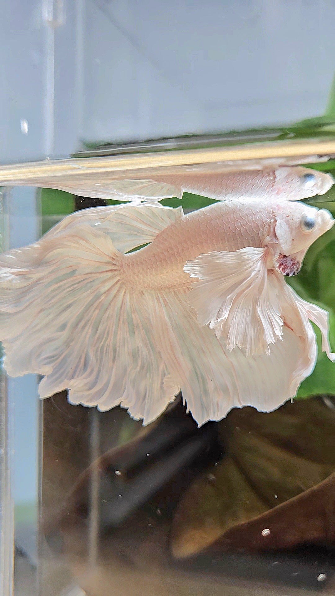 HALFMOON DUMBO EAR WHITE PLATINUM BETTA FISH