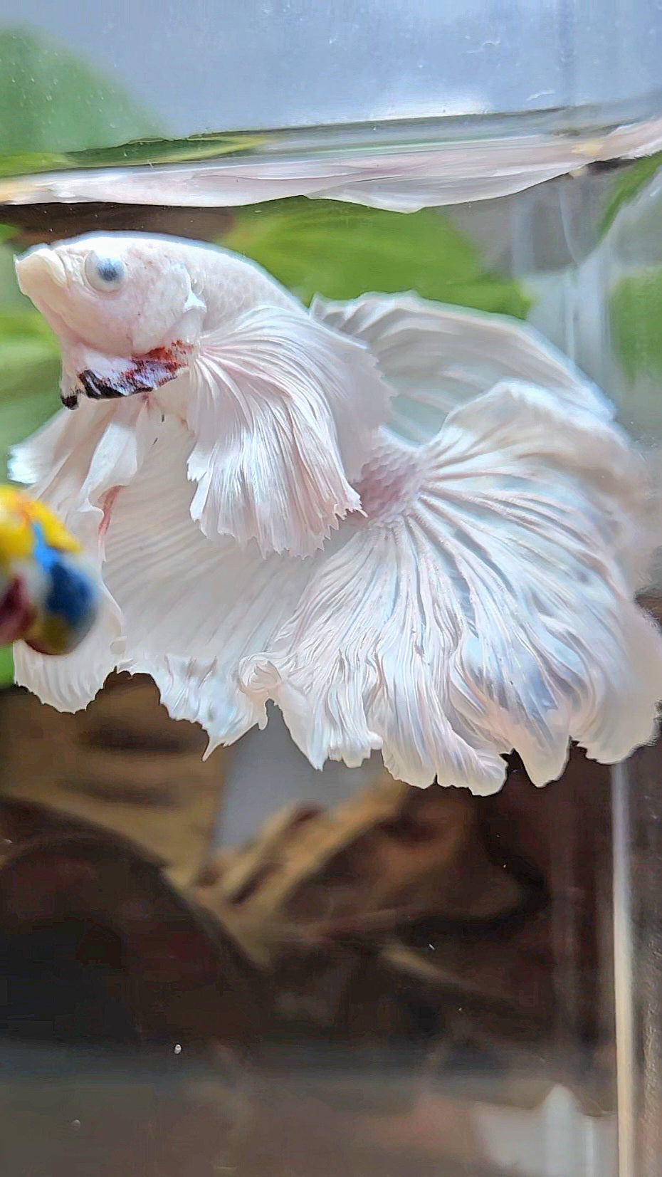 HALFMOON DUMBO EAR WHITE PLATINUM BETTA FISH