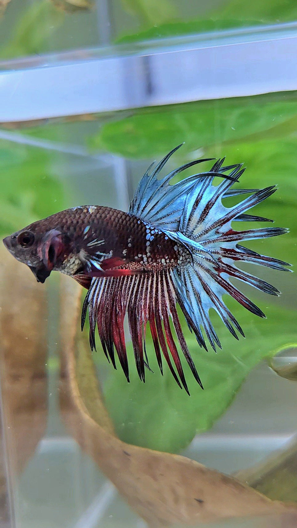 CROWNTAIL BLACK GALAXY COPPER AVATAR RED BETTA FISH