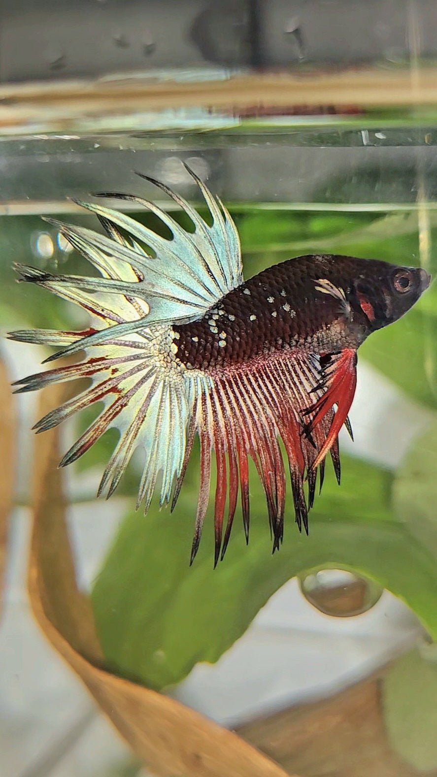 CROWNTAIL BLACK GALAXY COPPER AVATAR RED BETTA FISH