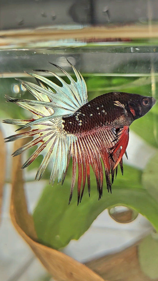 CROWNTAIL BLACK GALAXY COPPER AVATAR RED BETTA FISH