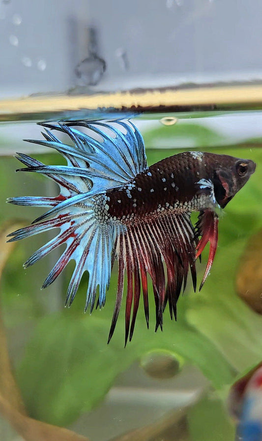CROWNTAIL BLACK GALAXY COPPER AVATAR RED BETTA FISH