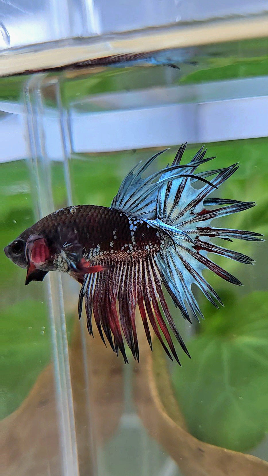 CROWNTAIL BLACK GALAXY COPPER AVATAR RED BETTA FISH