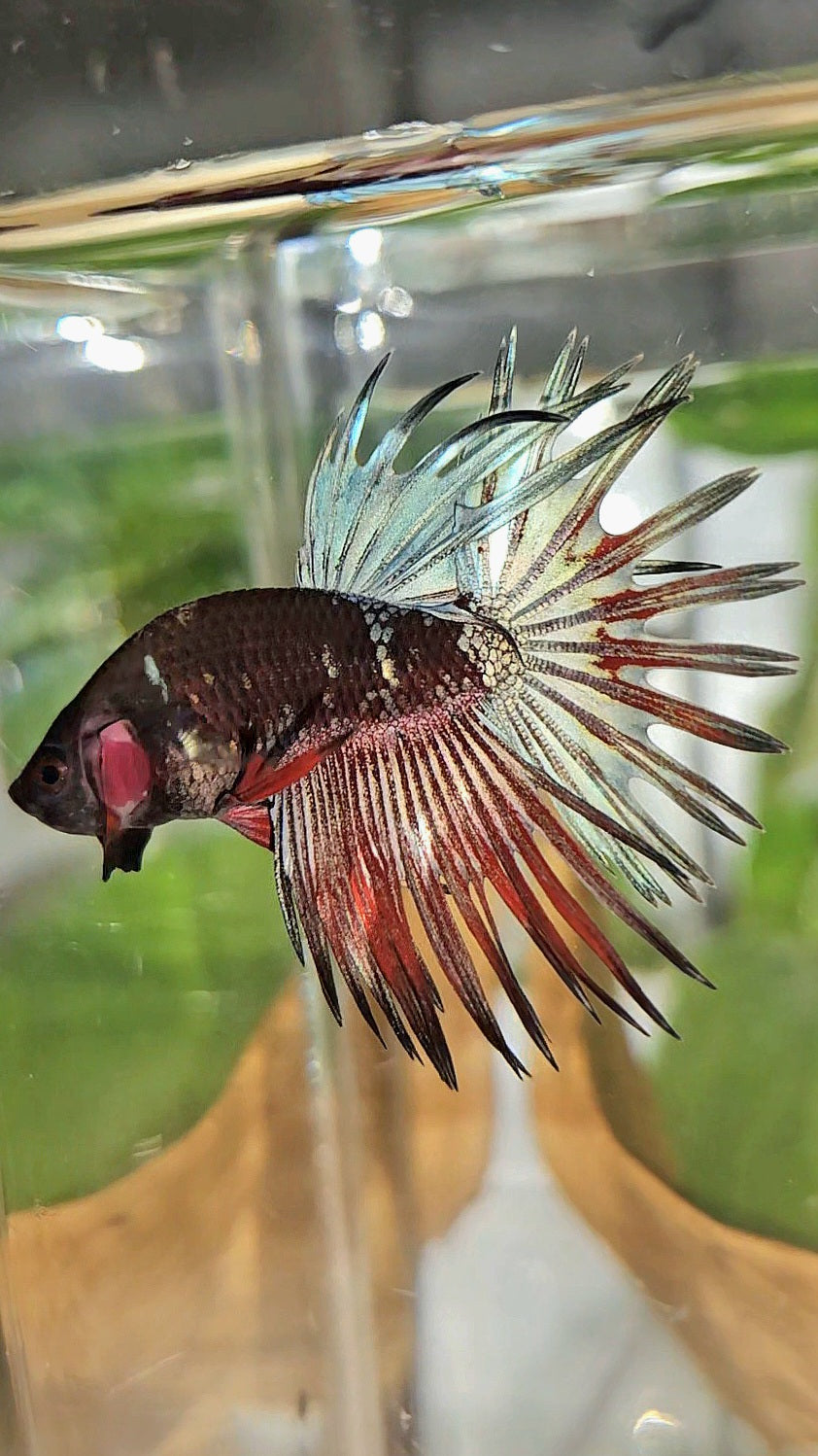 CROWNTAIL BLACK GALAXY COPPER AVATAR RED BETTA FISH