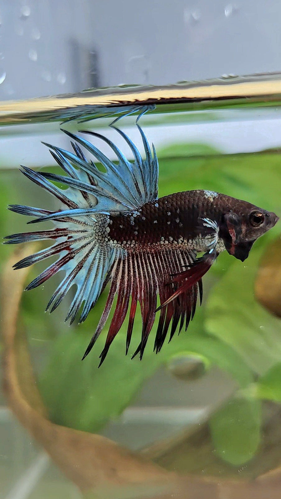 CROWNTAIL BLACK GALAXY COPPER AVATAR RED BETTA FISH