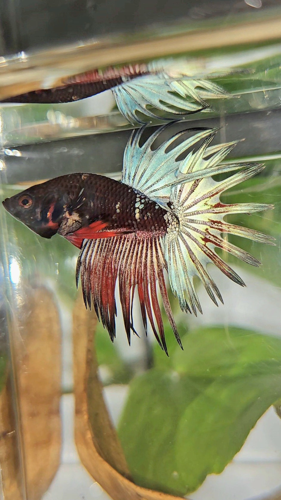 CROWNTAIL BLACK GALAXY COPPER AVATAR RED BETTA FISH