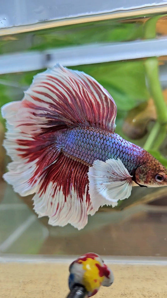 HALFMOON DUMBO EAR DOUBLE TAIL RED MAGENTA BETTA FISH