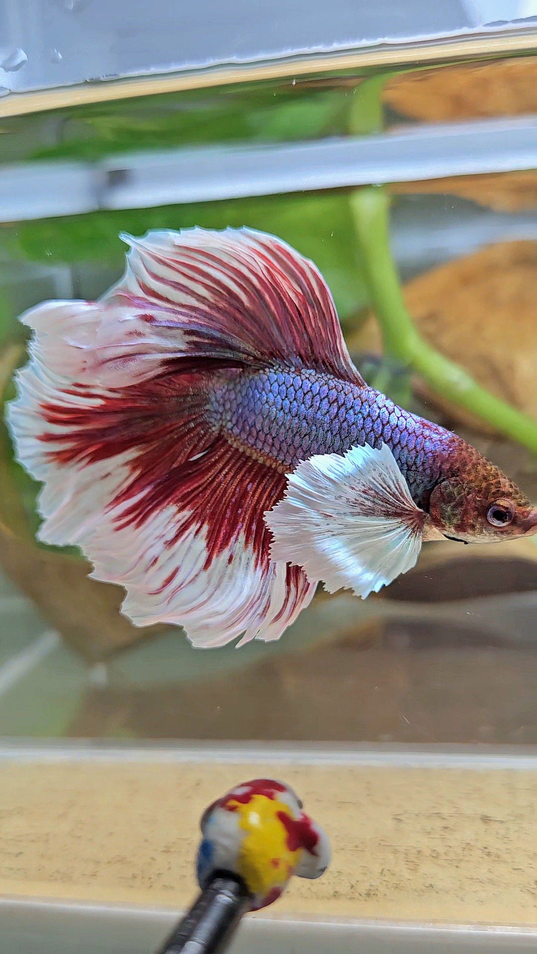 HALFMOON DUMBO EAR DOUBLE TAIL RED MAGENTA BETTA FISH
