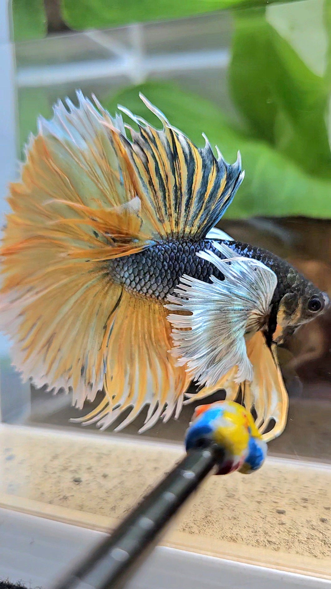 LUXURY XL HALSUN SUPER DUMBO EAR COPPER YELLOW MUSTARD GAS BETTA FISH