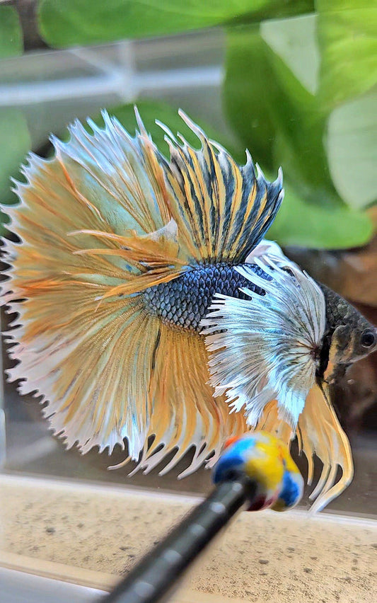LUXURY XL HALSUN SUPER DUMBO EAR COPPER YELLOW MUSTARD GAS BETTA FISH
