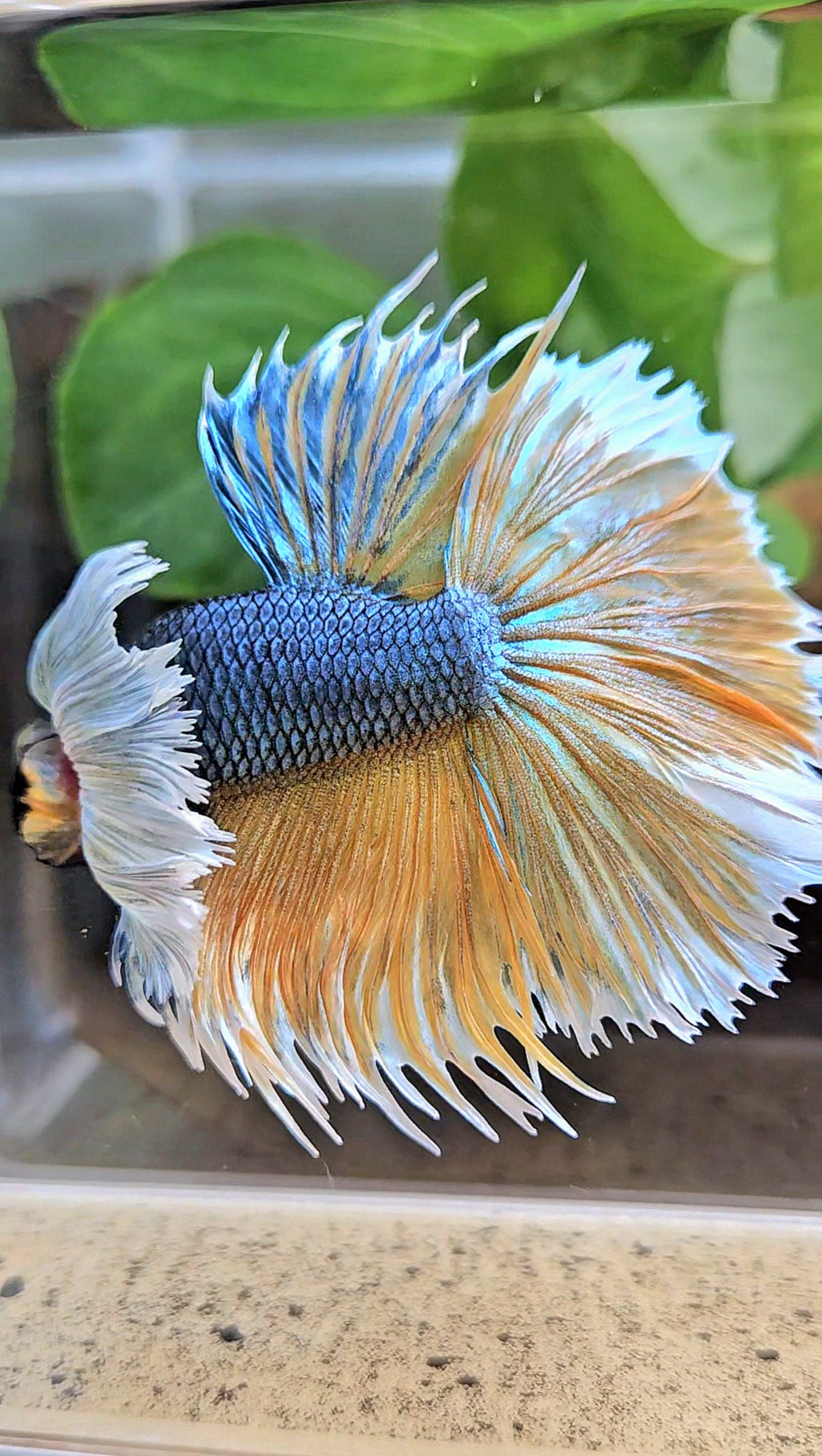 LUXURY XL HALSUN SUPER DUMBO EAR COPPER YELLOW MUSTARD GAS BETTA FISH