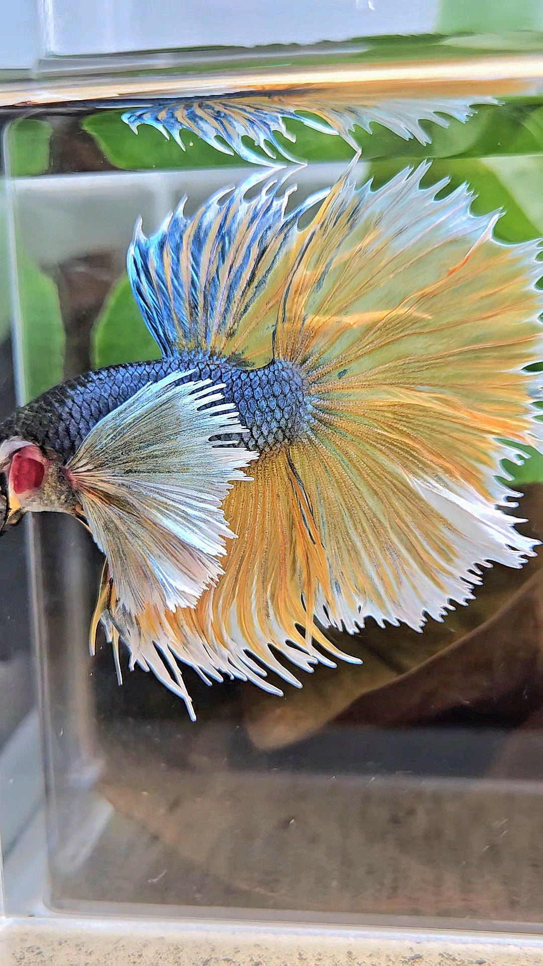 LUXURY XL HALSUN SUPER DUMBO EAR COPPER YELLOW MUSTARD GAS BETTA FISH