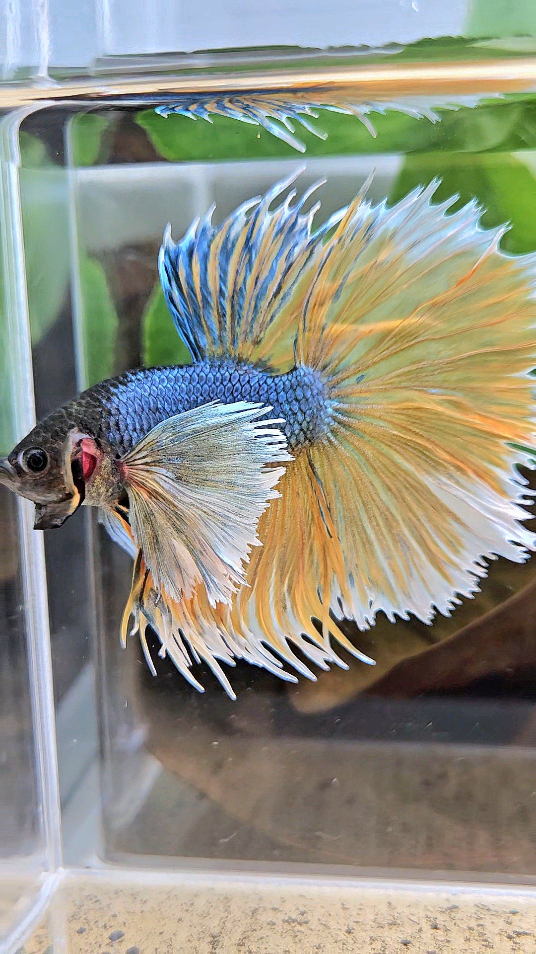 LUXURY XL HALSUN SUPER DUMBO EAR COPPER YELLOW MUSTARD GAS BETTA FISH