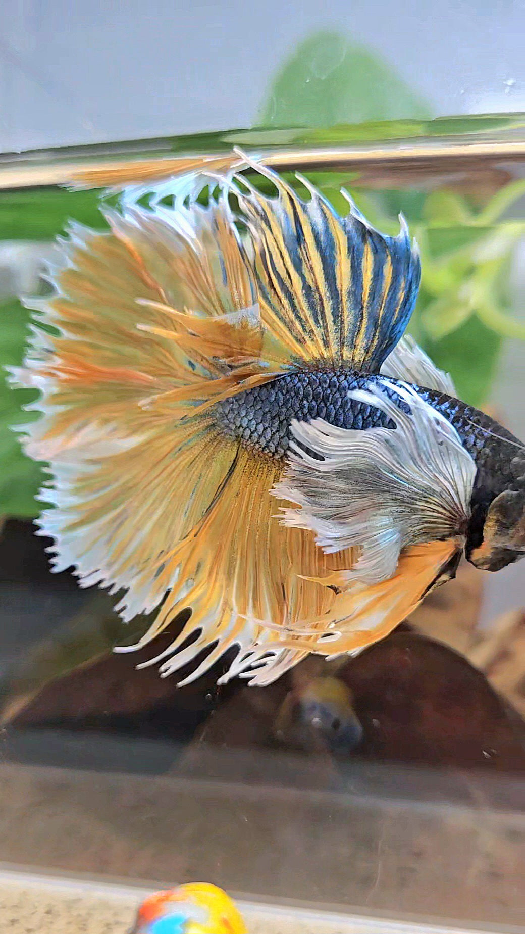 LUXURY XL HALSUN SUPER DUMBO EAR COPPER YELLOW MUSTARD GAS BETTA FISH